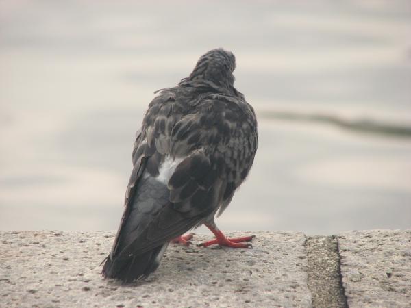 Pigeon
