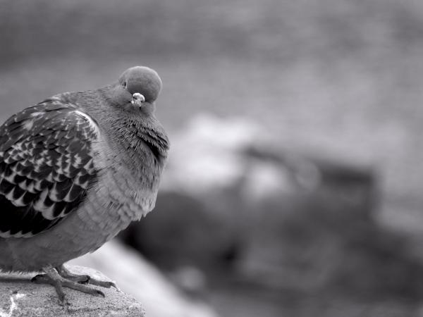 Pigeon