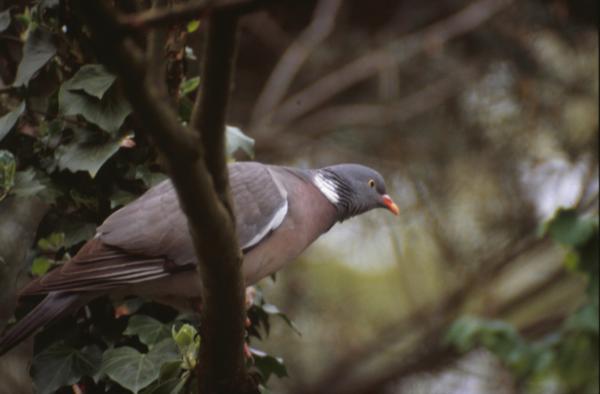 Pigeon