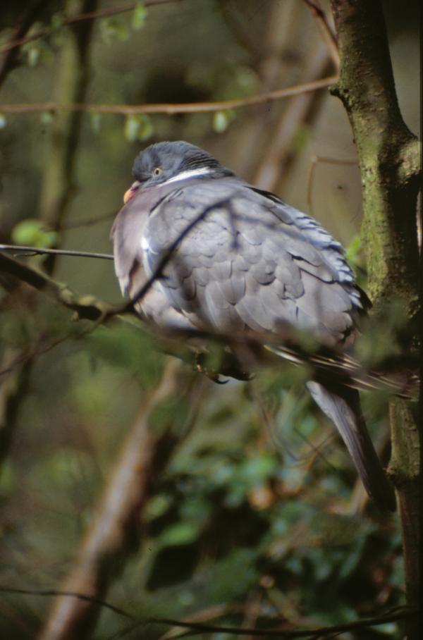 Pigeon