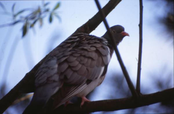 Pigeon