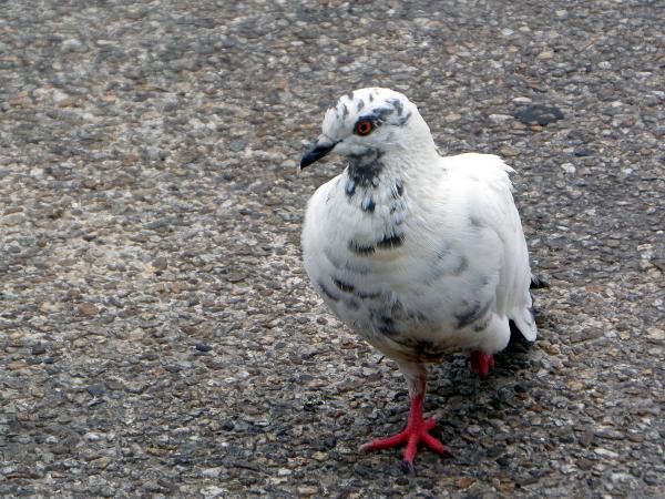 Pigeon
