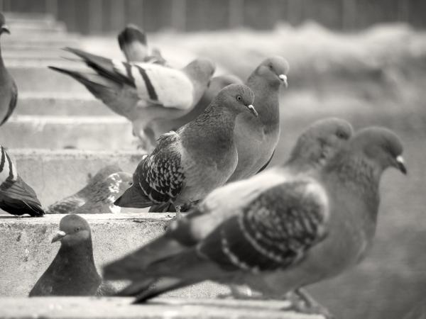Pigeons