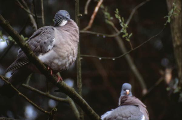 Pigeons