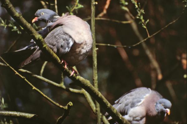 Pigeons