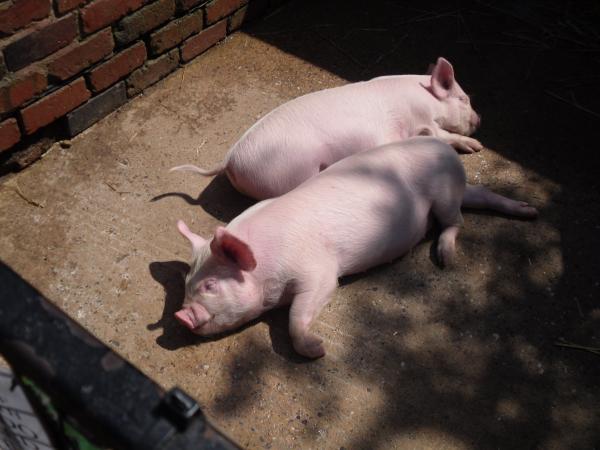 Piglets
