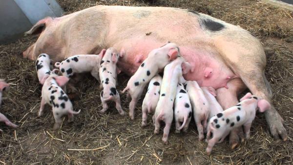 Piglets feeding