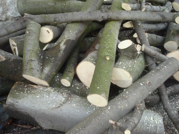 Pile of cut wood