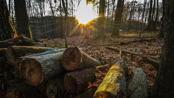 Pile of Tree Trunks on Top of Dried Leaves
