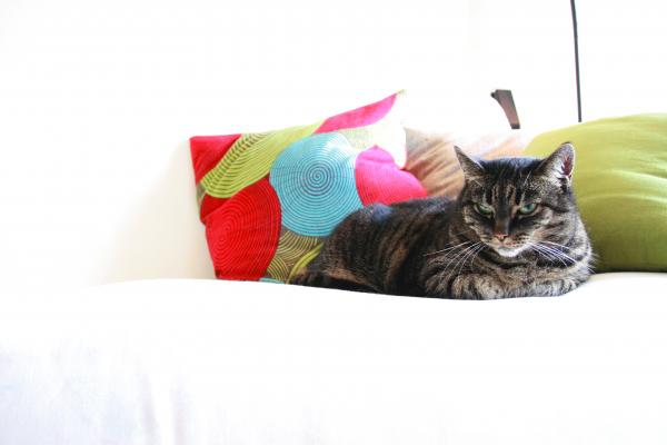 Pillow's Cat