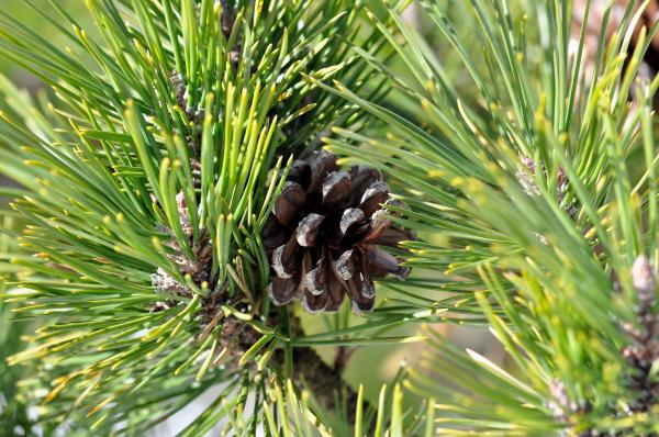Pine