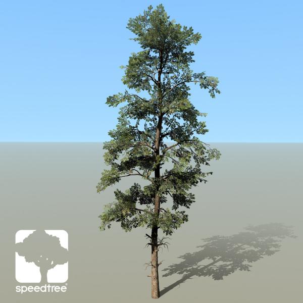 Pine