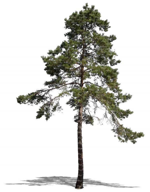 Tall Pine Tree