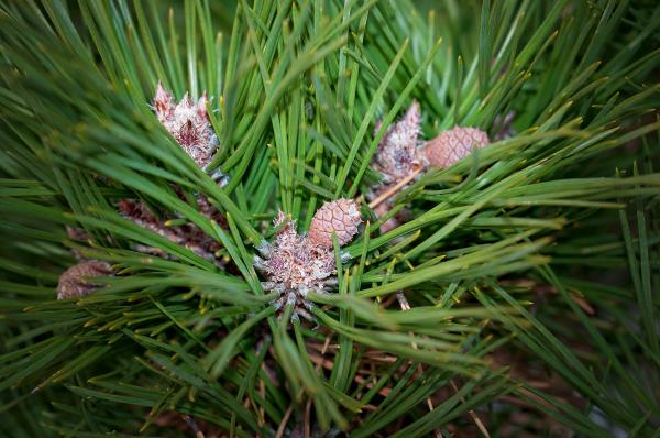 Pine
