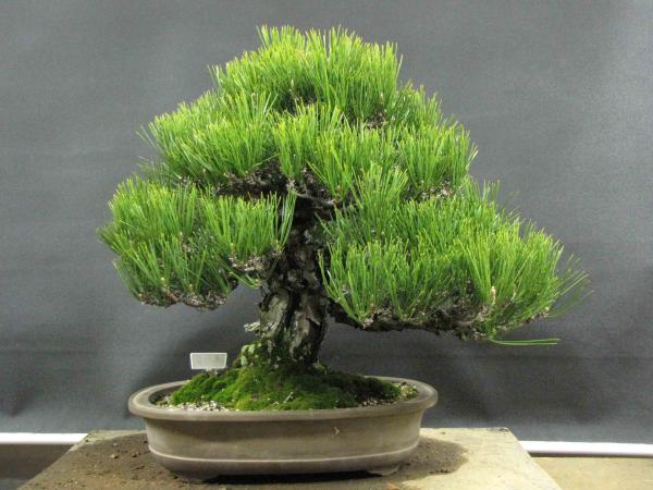 Pine bonsai tree