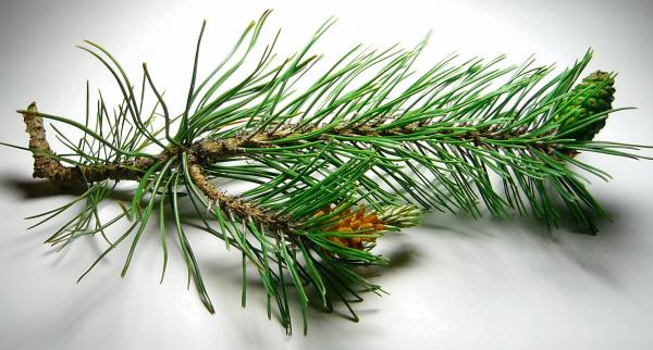 Pine Cones