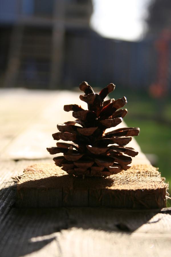 Pine Cone
