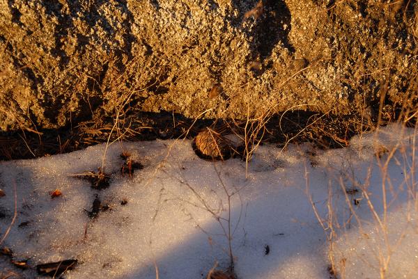Pine Cone in Snow at Dusk in Sequoia Nat
