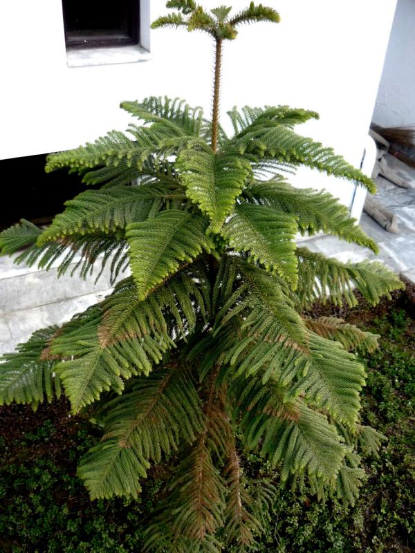 Pine tree