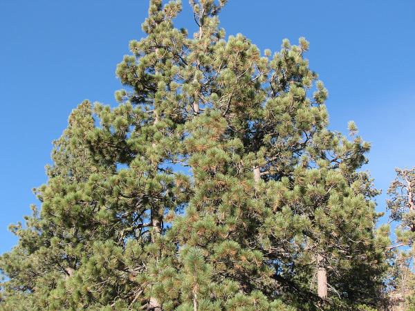 Pine Tree