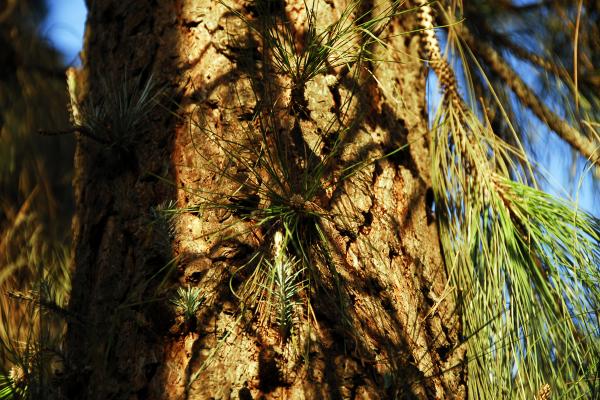 Pine Tree Sprouts