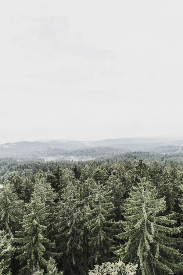 Pine Trees Above White Clouds during Daytime