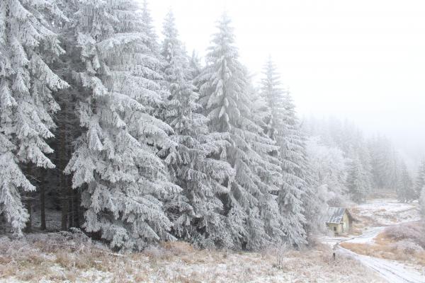 Pine Trees Covered In Snow