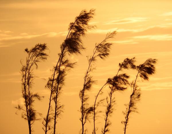 Pine Trees Sunset Silhouette