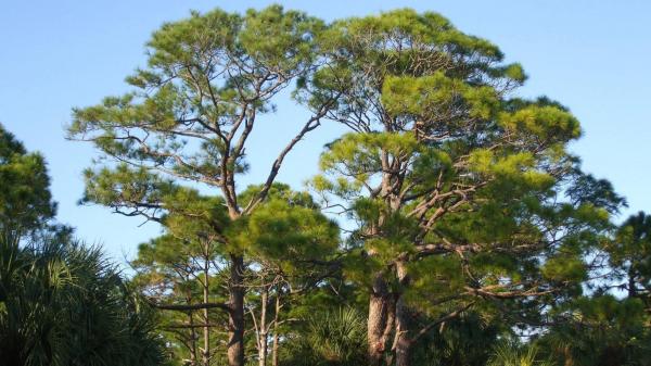 Pined Trees