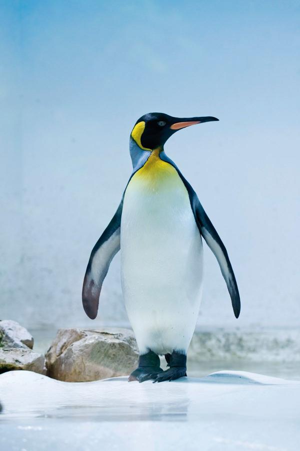 Pinguin