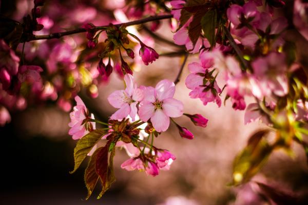 Pink 5 Petaled Flower in Close Up Photo at Daytime