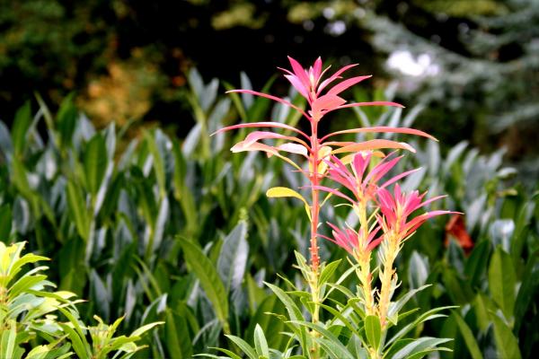 Pink and green plants