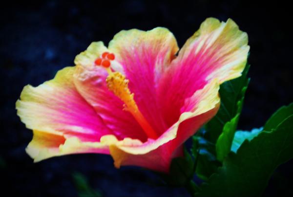 Pink and Orange Flower