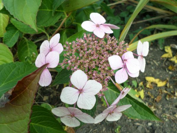Pink and white flowers
