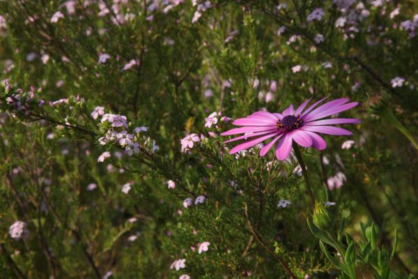 Pink and White Petaled Flower