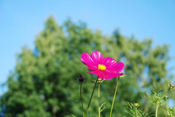 Pink and Yellow Flower