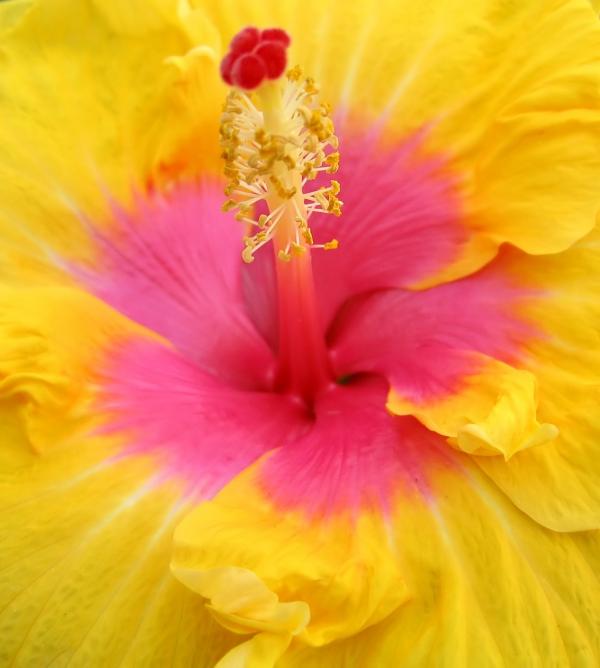 Pink and yellow flower