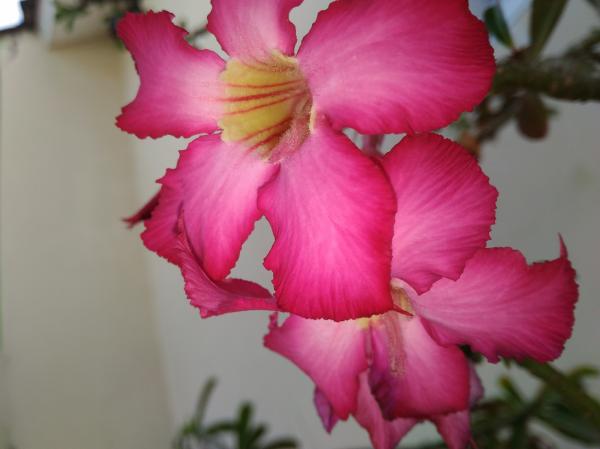 Pink Blossom