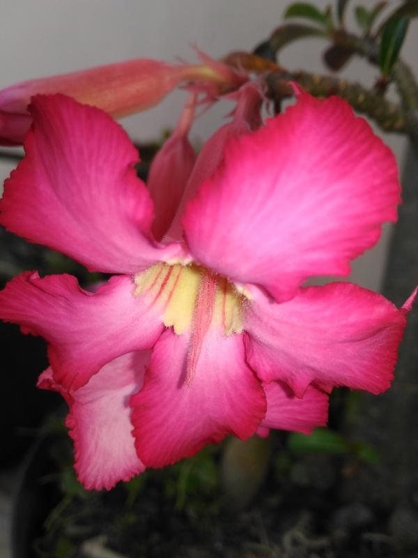 Pink Blossom