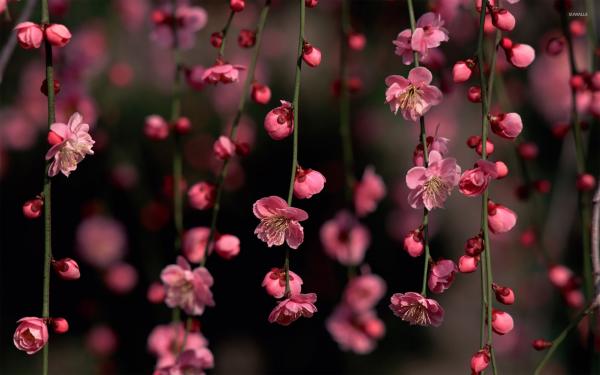 Pink Flower Blossom