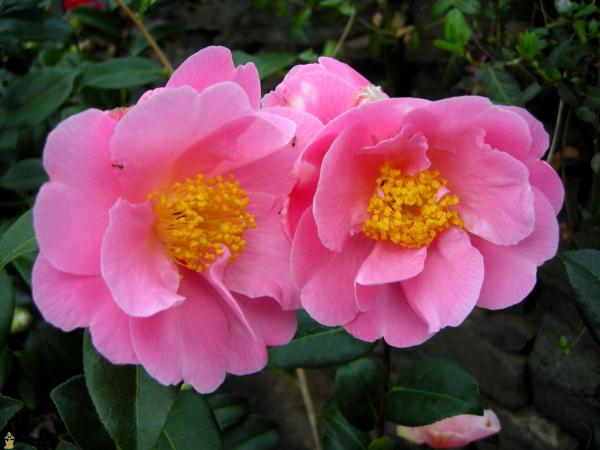 Pink Camellias