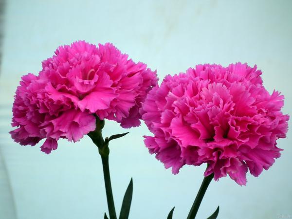 Pink carnation flower