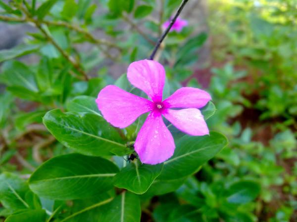 Pink Catharanthus roseus Flower
