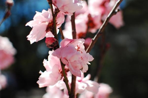 Pink Cherry Blossom Close-up