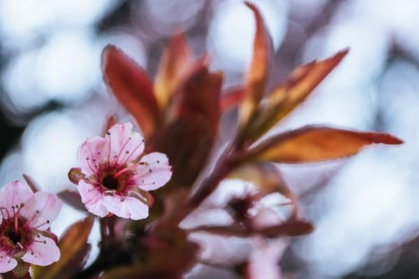 Pink cherry blossoms and bright foliage in spring
