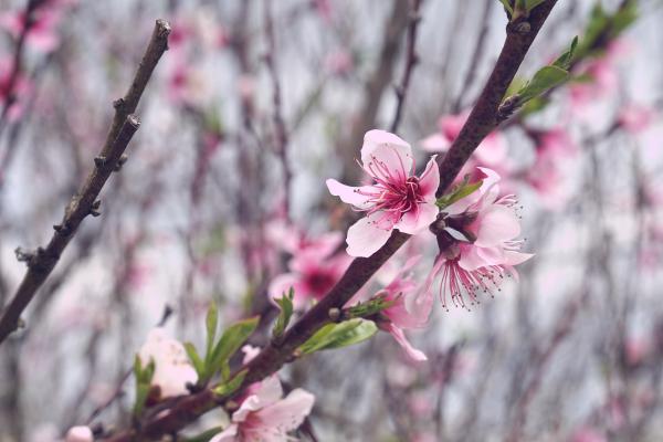 Pink Cherry Blossoms
