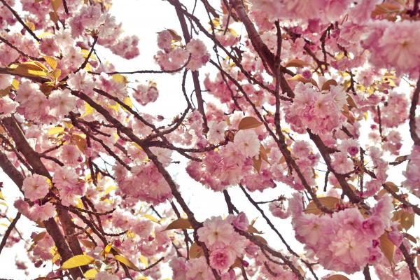 Pink Cherry tree flowers
