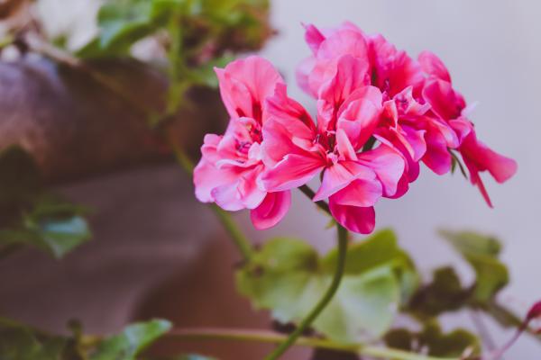 Pink Clustered Flower