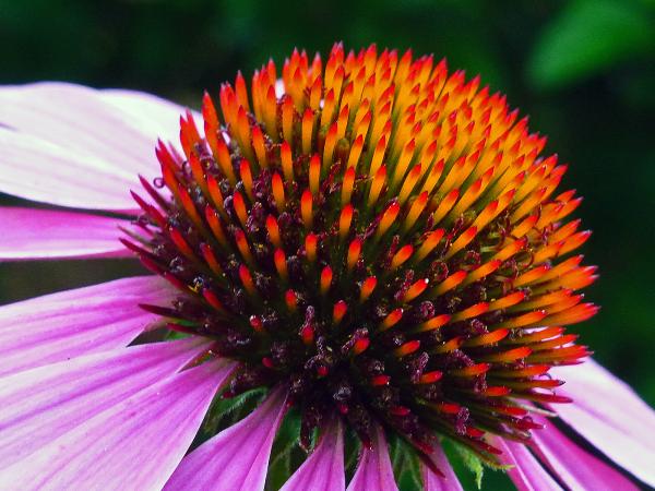 Pink coneflower closeup