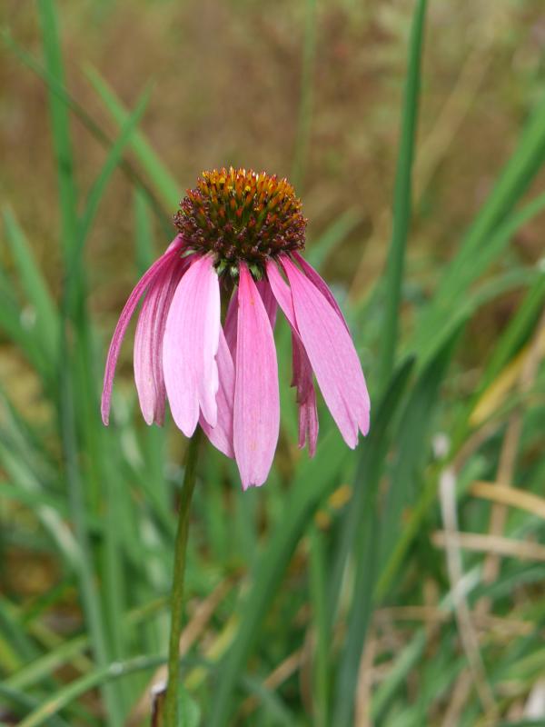Pink coneflower in bloom